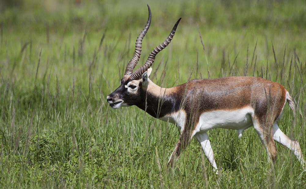 Antelope Safari